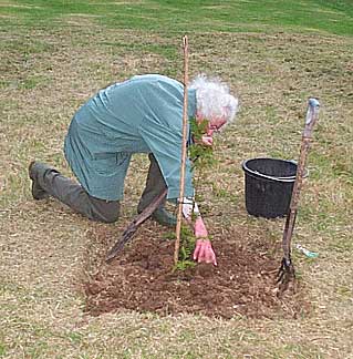 Jean Spendlove planting the Milenium Yew on 27th April 2004.