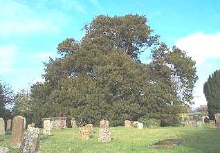 The old yew tree in Helmdon's churchyard.